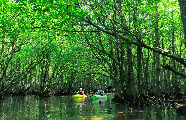 西表島マングローブカヤック