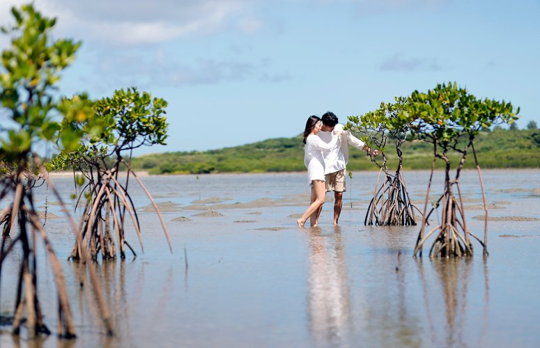 マングローブ探検ツアー