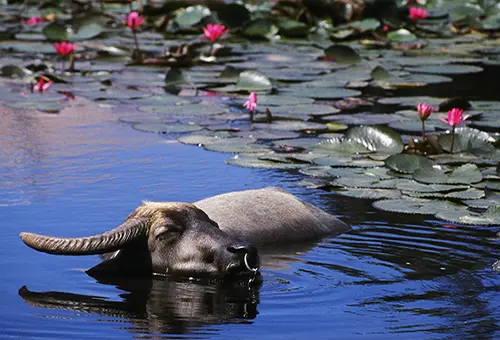 水牛池