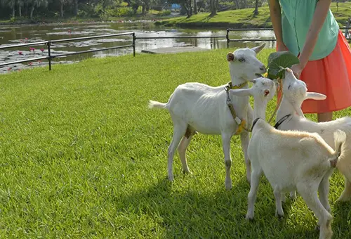 動物ふれあい広場