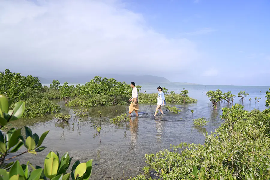 マングローブ探検ツアー